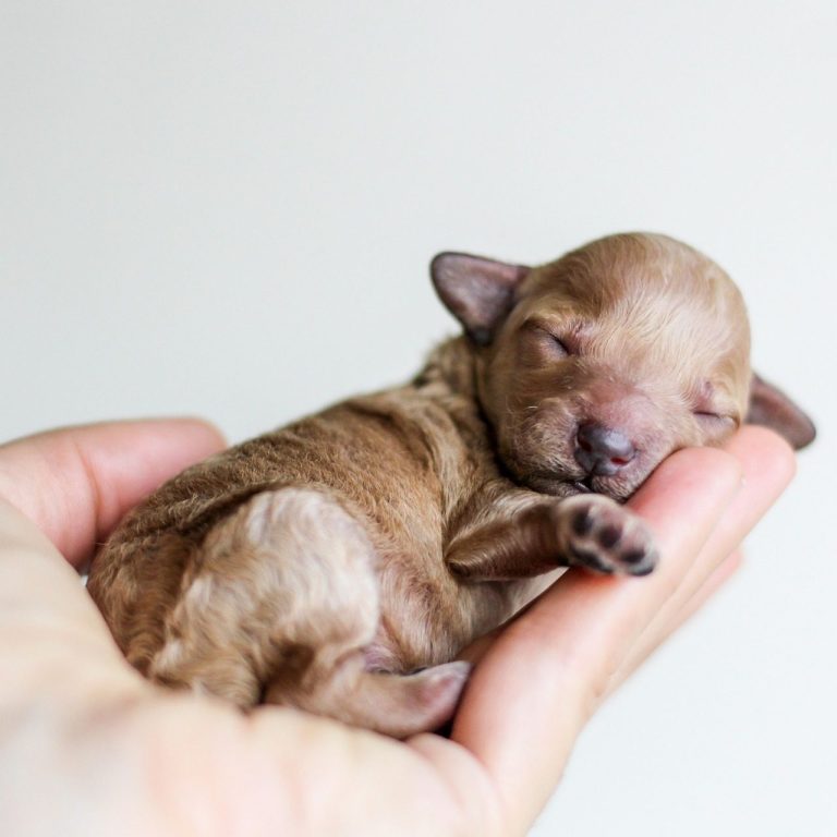 Un chiot nouveau-né, beige, dormant dans une main.